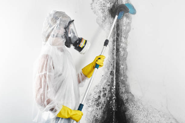 Best Asbestos and Lead Testing During Mold Inspection  in Enoch, UT