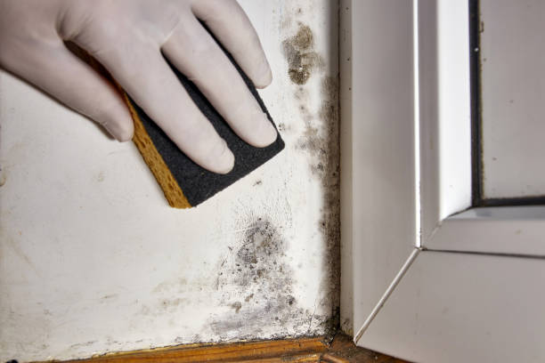 Best Comprehensive Air Testing for Mold Contaminants  in Enoch, UT