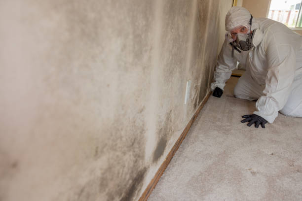 Best Airborne Mold Testing  in Enoch, UT
